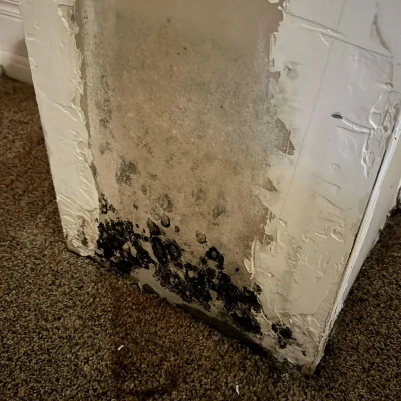 Professional Mold Removal in Wapello County, IA